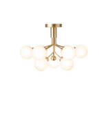 Apiales 9 Ceiling