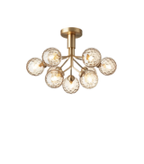 Apiales 9 Ceiling