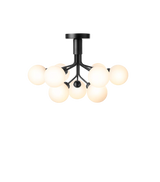 Apiales 9 Ceiling