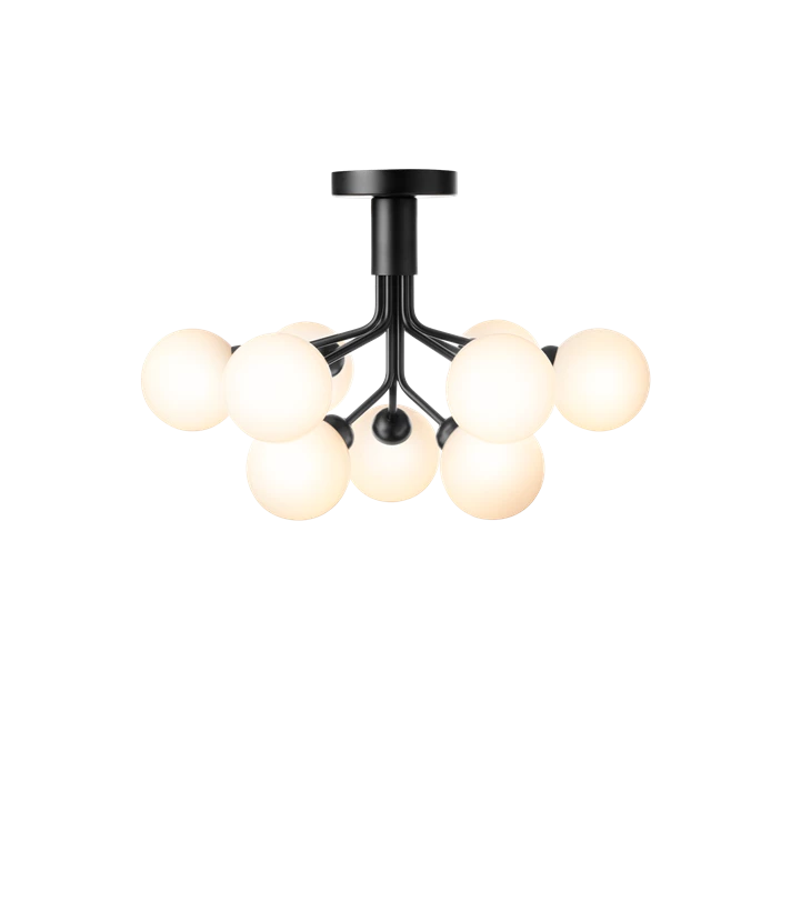 Apiales 9 Ceiling